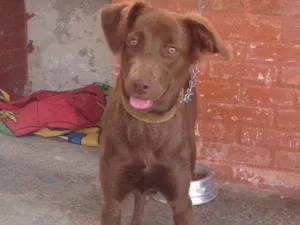 Cachorro raça Vira-lata com labrador idade 7 a 11 meses nome Cacau