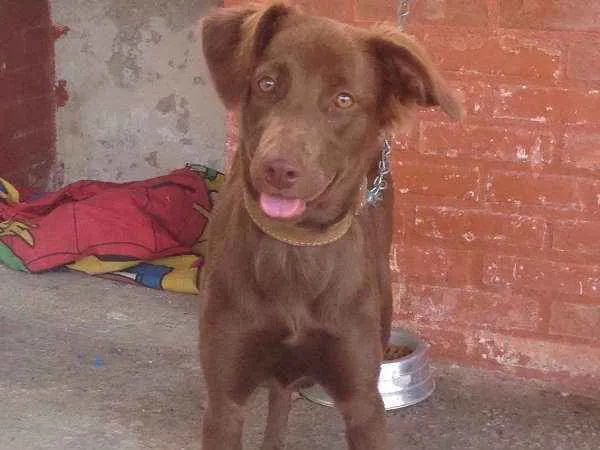 Cachorro ra a Vira-lata com labrador idade 7 a 11 meses nome Cacau