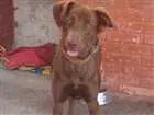 Cachorro raça Vira-lata com labrador idade 7 a 11 meses nome Cacau