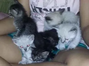 Gato raça Não  sei idade 2 a 6 meses nome Não tem nome