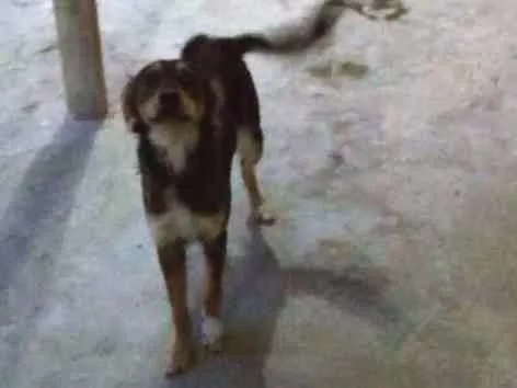 Cachorro ra a Indefinida idade 2 anos nome Fofa