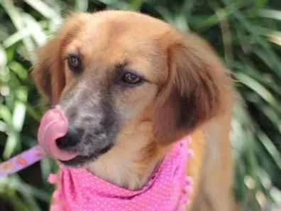 Cachorro ra a srd idade 7 a 11 meses nome Moara