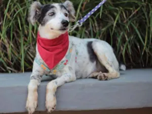 Cachorro raça srd idade 5 anos nome Kalel