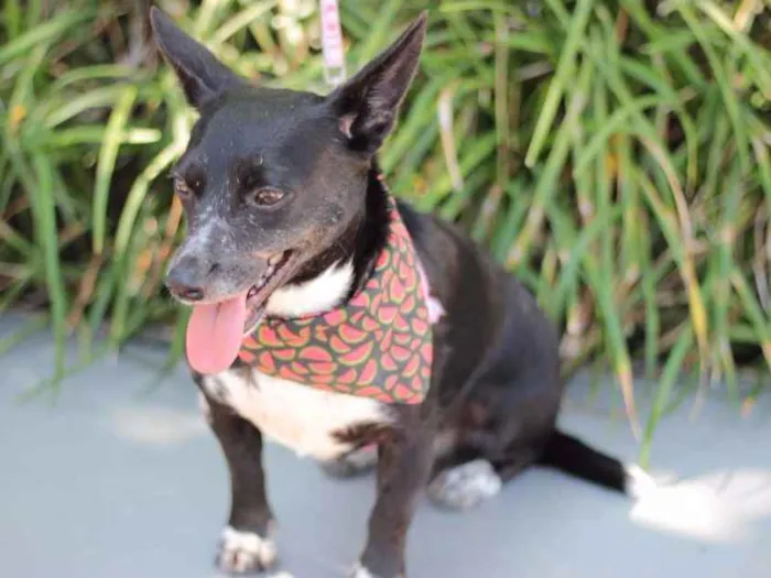 Cachorro ra a srd idade 4 anos nome Maria sem Vergonha