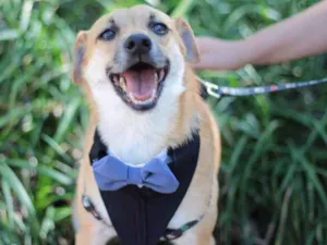 Cachorro raça SRD idade 4 anos nome Jordan