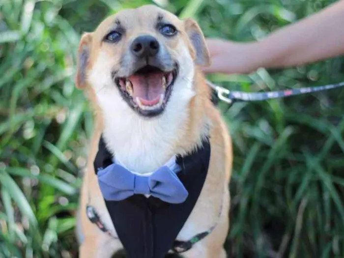 Cachorro ra a SRD idade 4 anos nome Jordan