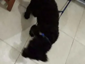 Cachorro raça poodle idade 2 a 6 meses nome mikey