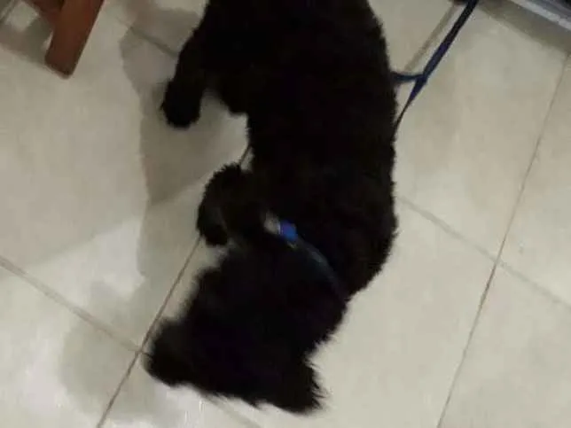 Cachorro ra a poodle idade 2 a 6 meses nome mikey