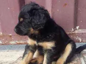 Cachorro raça  idade 2 a 6 meses nome são mais de um