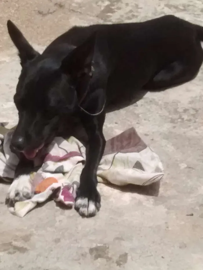 Cachorro ra a Vira lata idade 1 ano nome Kaity