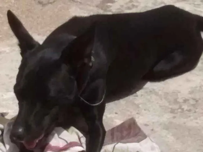 Cachorro ra a Vira lata idade 1 ano nome Kaity