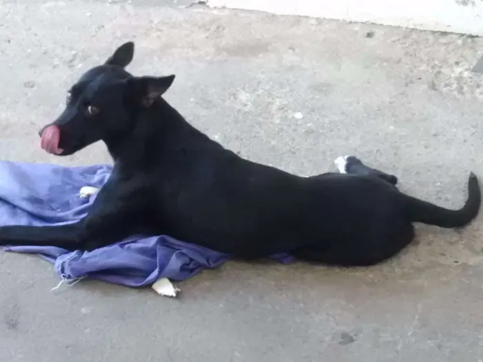 Cachorro ra a Vira lata idade 1 ano nome Kaity