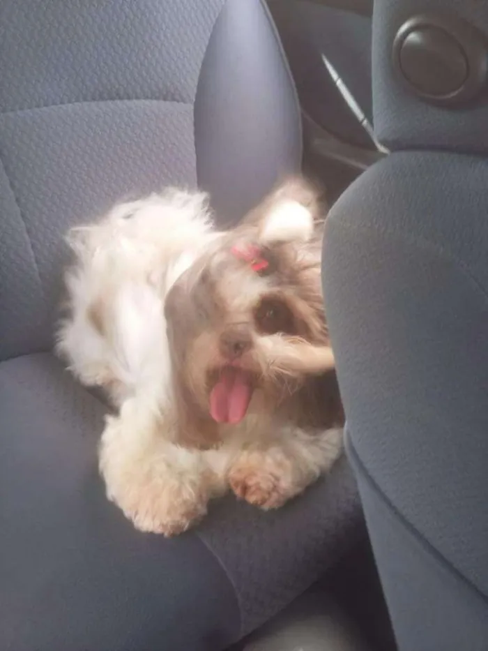 Cachorro ra a Ilhasa idade 6 ou mais anos nome Lika