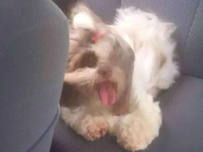 Cachorro ra a Ilhasa idade 6 ou mais anos nome Lika
