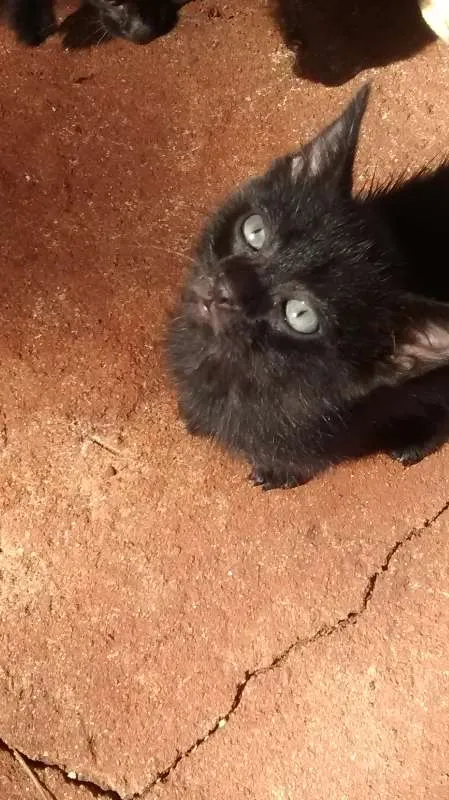 Gato ra a  idade 2 a 6 meses nome nao tem
