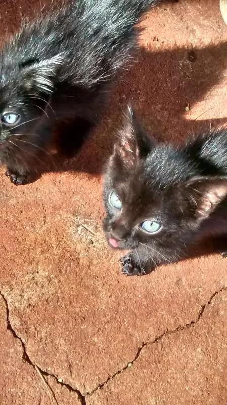 Gato ra a  idade 2 a 6 meses nome nao tem