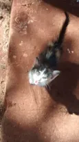 nao tem