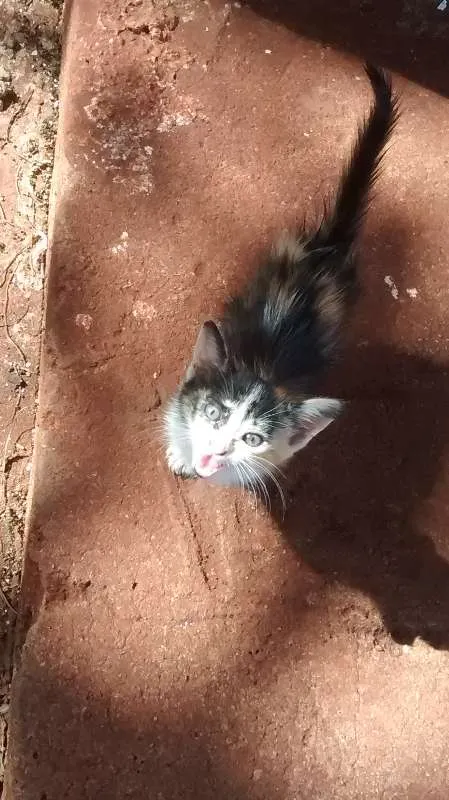Gato ra a  idade 2 a 6 meses nome nao tem