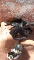 nao tem