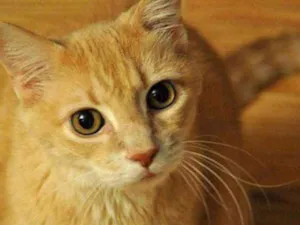 Gato raça Siamês idade 2 anos nome Mel e Nina