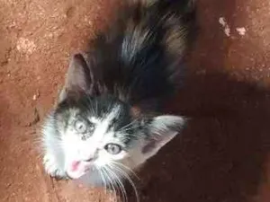Gato raça  idade 2 a 6 meses nome nao tem