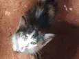 nao tem