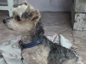 Cachorro raça Yorkshire com poodle  idade 2 anos nome Peludinho