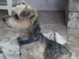 Peludinho