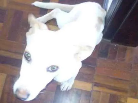 Cachorro ra a  idade 7 a 11 meses nome Chief