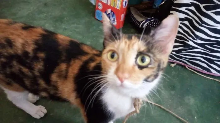 Gato ra a Comum idade 7 a 11 meses nome Luna