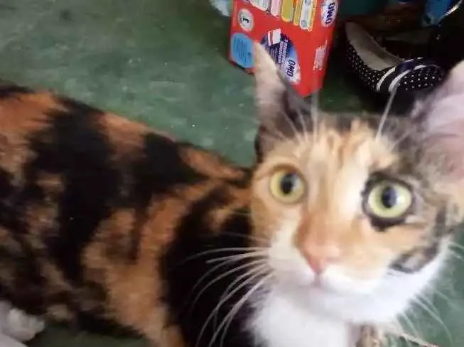 Gato ra a Comum idade 7 a 11 meses nome Luna