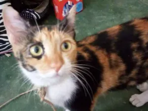 Gato raça Comum idade 7 a 11 meses nome Luna