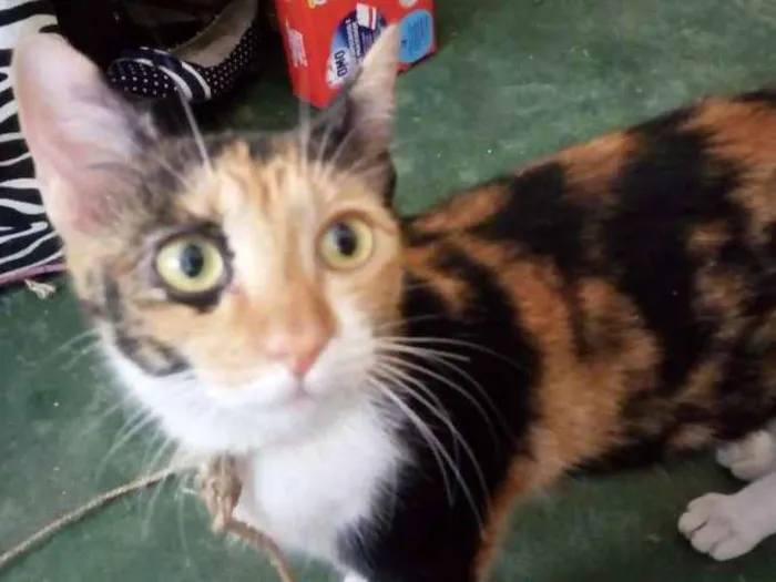 Gato ra a Comum idade 7 a 11 meses nome Luna