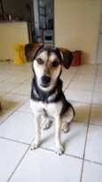 Brisa