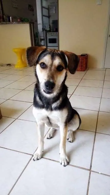 Cachorro ra a Sem raça definida idade 1 ano nome Brisa