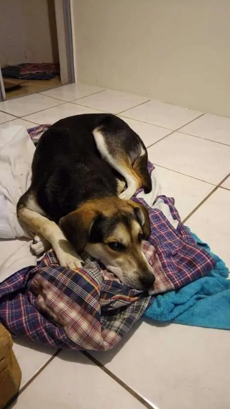Cachorro ra a Sem raça definida idade 1 ano nome Brisa