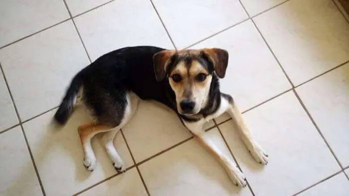 Cachorro ra a Sem raça definida idade 1 ano nome Brisa
