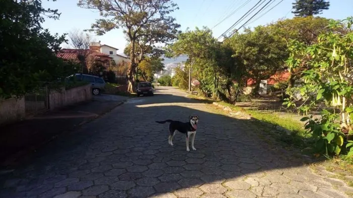 Cachorro ra a Sem raça definida idade 1 ano nome Brisa