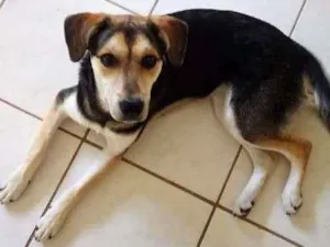 Cachorro raça Sem raça definida idade 1 ano nome Brisa