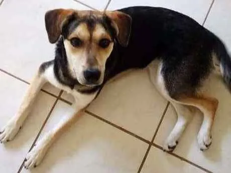 Cachorro ra a Sem raça definida idade 1 ano nome Brisa