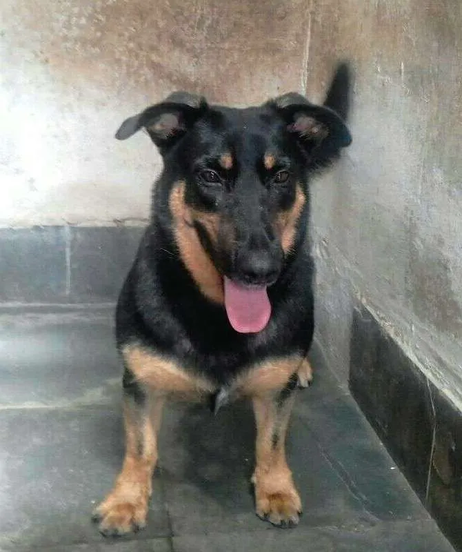Cachorro ra a  idade 3 anos nome Nestor