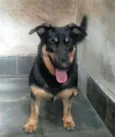 Nestor