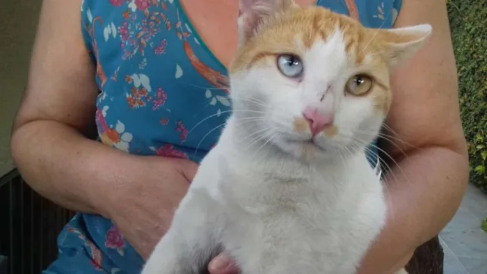 Gato ra a  idade 7 a 11 meses nome Cromos