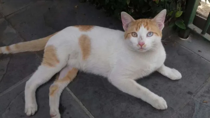 Gato ra a  idade 7 a 11 meses nome Cromos
