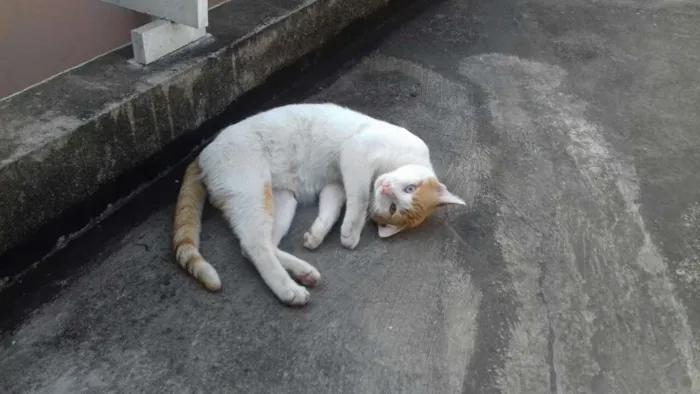 Gato ra a  idade 7 a 11 meses nome Cromos