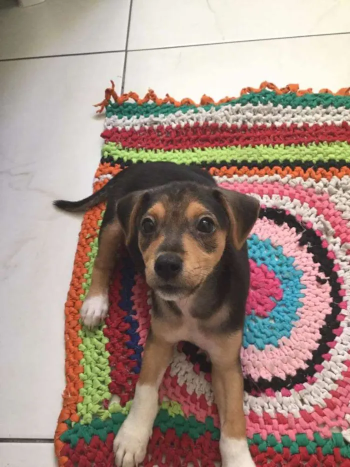 Cachorro raça SRD idade 2 a 6 meses nome Mika
