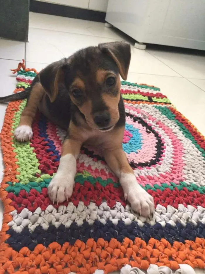 Cachorro raça SRD idade 2 a 6 meses nome Mika