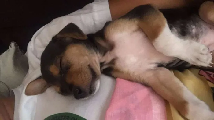 Cachorro raça SRD idade 2 a 6 meses nome Mika