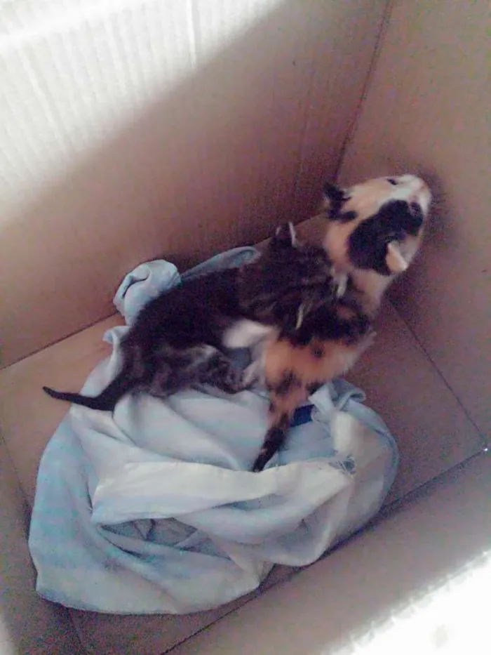 Gato raça sem raça definida idade Abaixo de 2 meses nome não tem nome