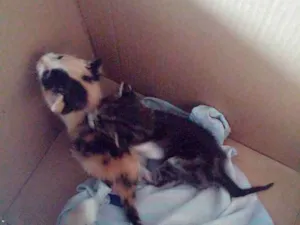 Gato raça sem raça definida idade Abaixo de 2 meses nome não tem nome